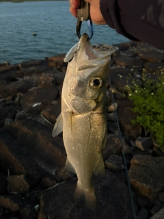 フッコ（ヒラスズキ）の釣果
