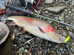 ニジマスの釣果