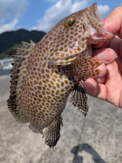 オオモンハタの釣果