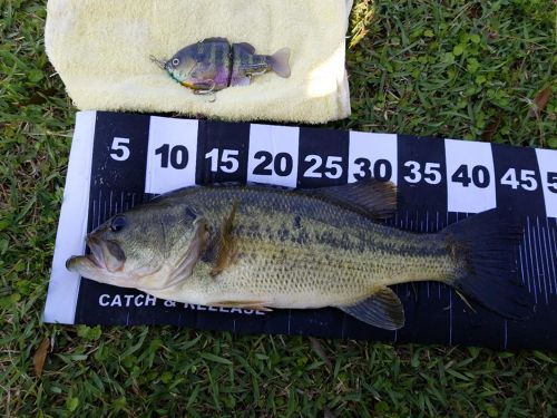 ブラックバスの釣果