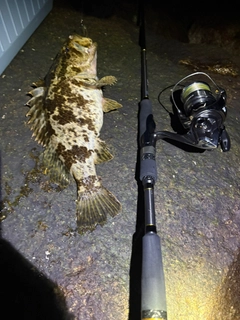 タケノコメバルの釣果