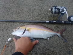 ショゴの釣果