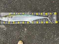 サワラの釣果