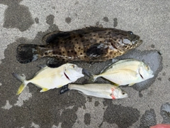 ヤイトハタの釣果