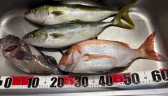マダイの釣果