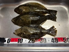 ヒラメの釣果