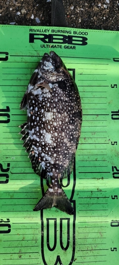 アイゴの釣果