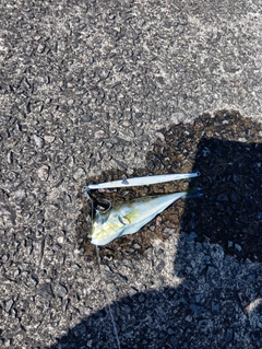 フグの釣果