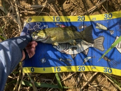 スモールマウスバスの釣果