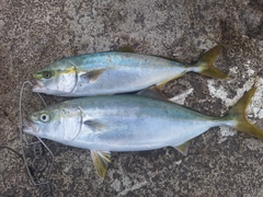 イナダの釣果