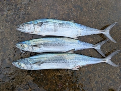 サゴシの釣果