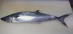 サゴシの釣果