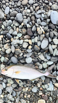 ショゴの釣果