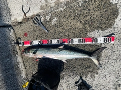 サワラの釣果