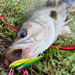スズキの釣果