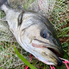スズキの釣果