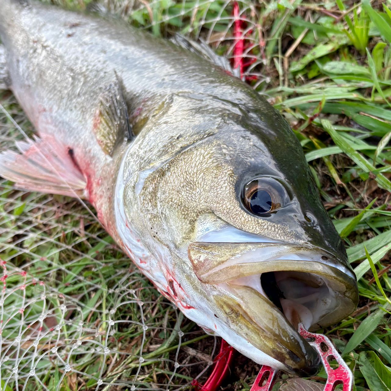 スズキの釣果・釣り情報まとめ【2026年最新】 - アングラーズ | 釣果
