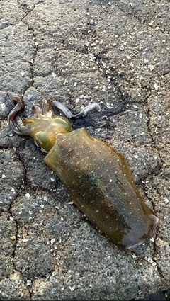 アオリイカの釣果