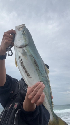 イナダの釣果