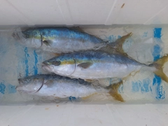 イナダの釣果