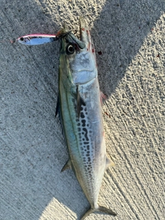 サゴシの釣果