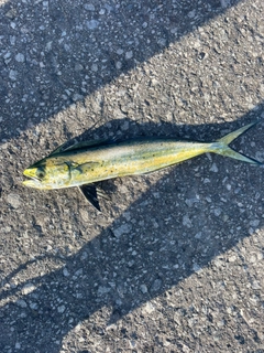 シイラの釣果