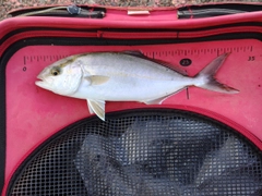 ショゴの釣果
