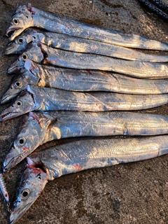 タチウオの釣果