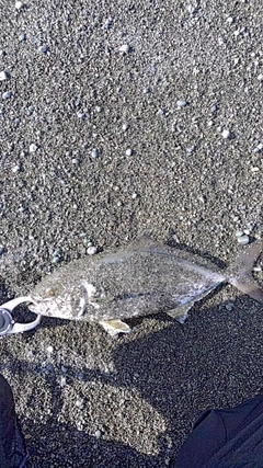 ショゴの釣果