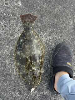 ヒラメの釣果