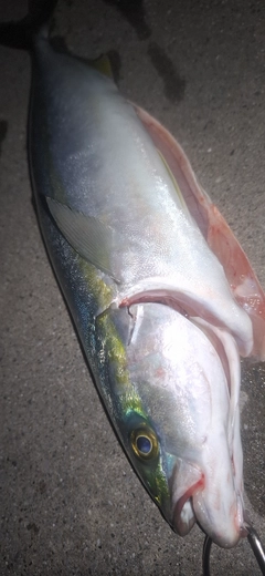 イナダの釣果