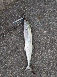 サゴシの釣果