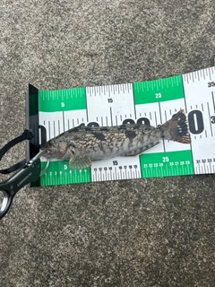 アイナメの釣果