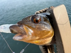 アイナメの釣果