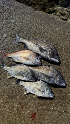 チヌの釣果