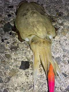 コウイカの釣果
