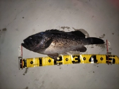 クロソイの釣果