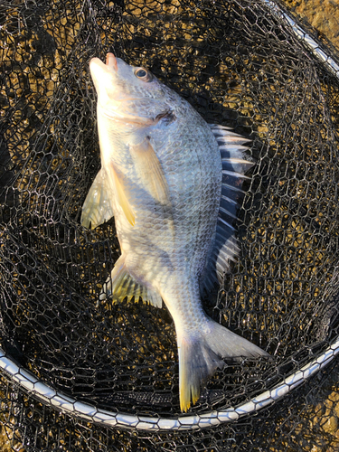 キビレの釣果