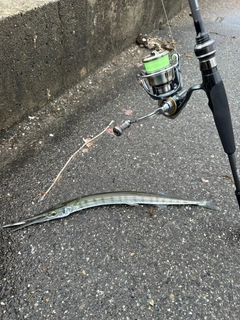 ダツの釣果