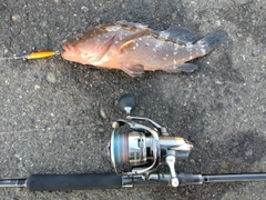 アコウの釣果