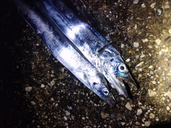 タチウオの釣果