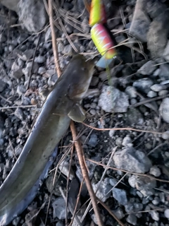 マナマズの釣果