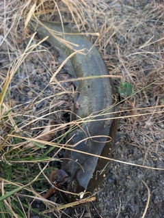 ナマズの釣果