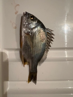 キチヌの釣果