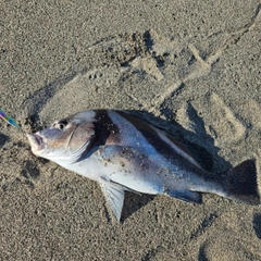 コショウダイの釣果