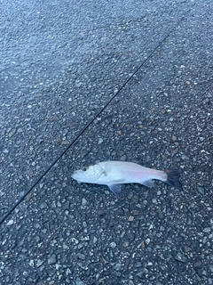 セイゴ（マルスズキ）の釣果
