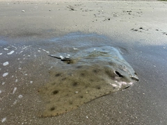 エイの釣果