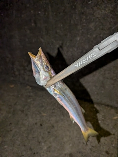 カマスの釣果