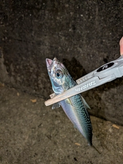 サバの釣果