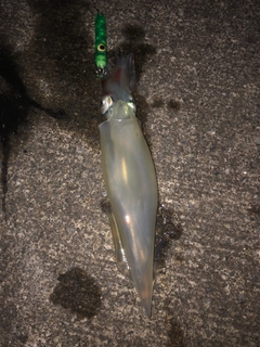 ヤリイカの釣果